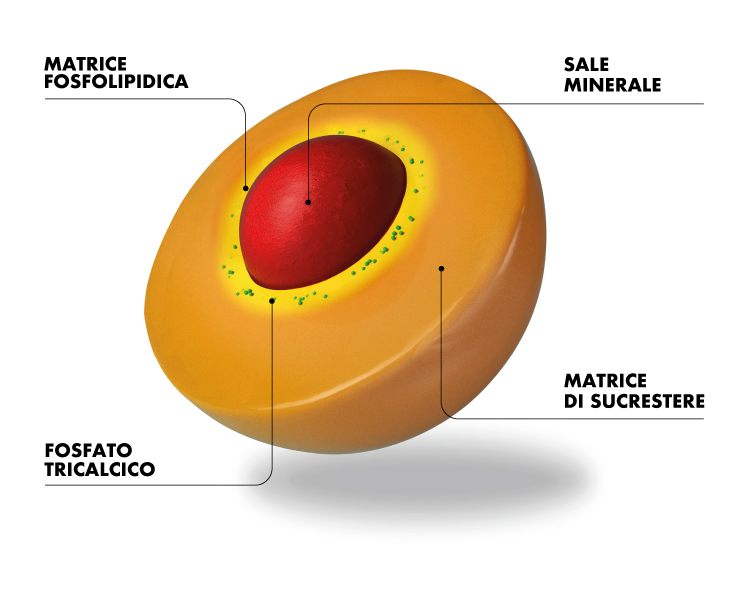 sucrosoma2020